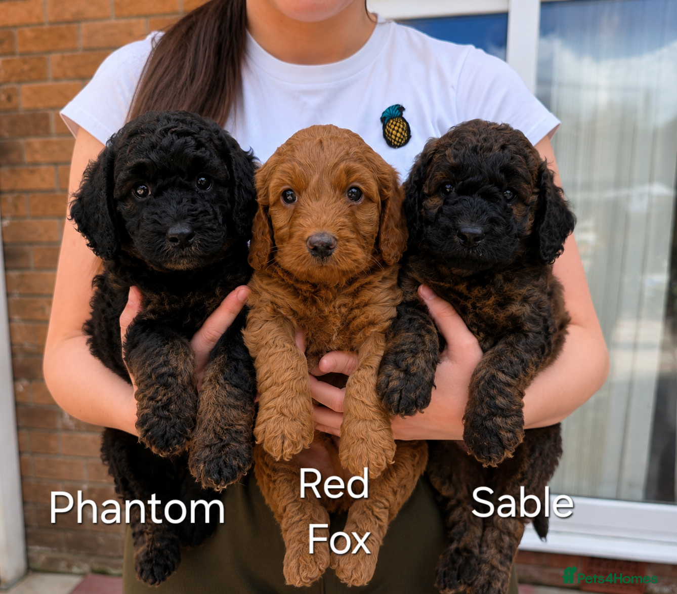Cockapoo dogs Stunning F1b cockapoo Puppies - Advert 9