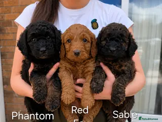 Cockapoo dogs Stunning F1b cockapoo Puppies - Advert 9