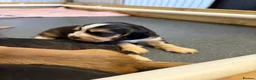 Cocker Spaniel dogs for sale: Stunning litter of show cocker puppies  in Kidwelly - Advert 5