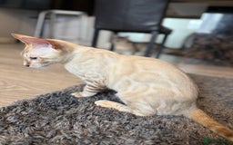 Bengal cats for sale: TICA registered snow lynx Bengal Kittens in Reading - Image 9