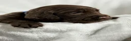 Sprocker dogs for sale: Sprocker spaniel puppies health tested parentage in Lytham Saint Annes - Advert 8