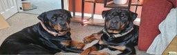 Rottweiler dogs for stud: Rottweiler stud halifax proven  in Halifax - Advert 4