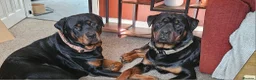 Rottweiler dogs for stud: Rottweiler stud halifax proven  in Halifax - Advert 4