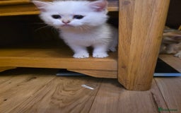 British Shorthair cats for sale: 1 TICA REG BSH GOLDEN COLOURPOINT POINT  - Image 4