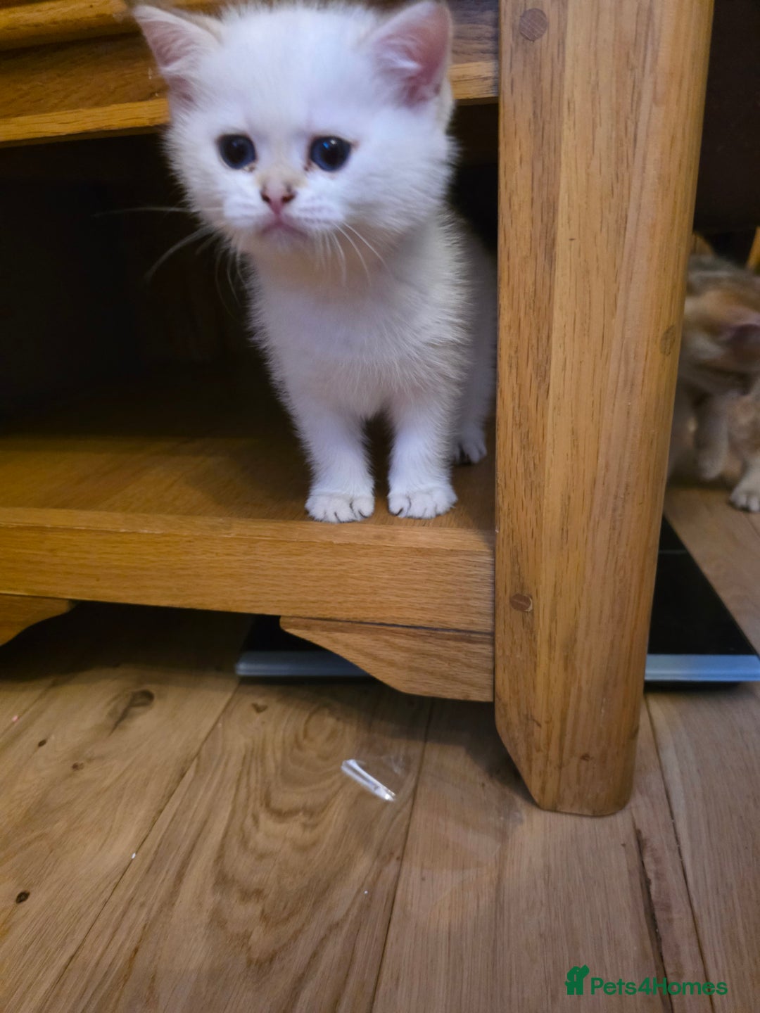 British Shorthair cats for sale: 1 TICA REG BSH GOLDEN COLOURPOINT POINT  - Image 4