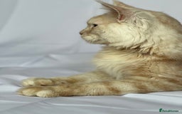 Maine Coon cats for stud: Huge Red Maine Coon-Russian Import-Proven Stud!! in Halifax - Image 3