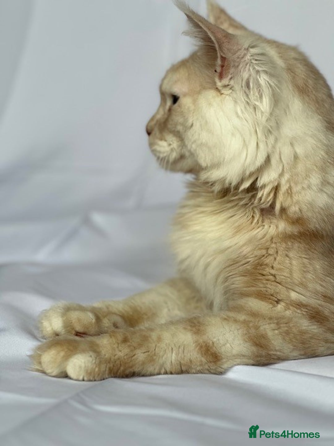 Maine Coon cats for stud: Huge Red Maine Coon-Russian Import-Proven Stud!! in Halifax - Image 3