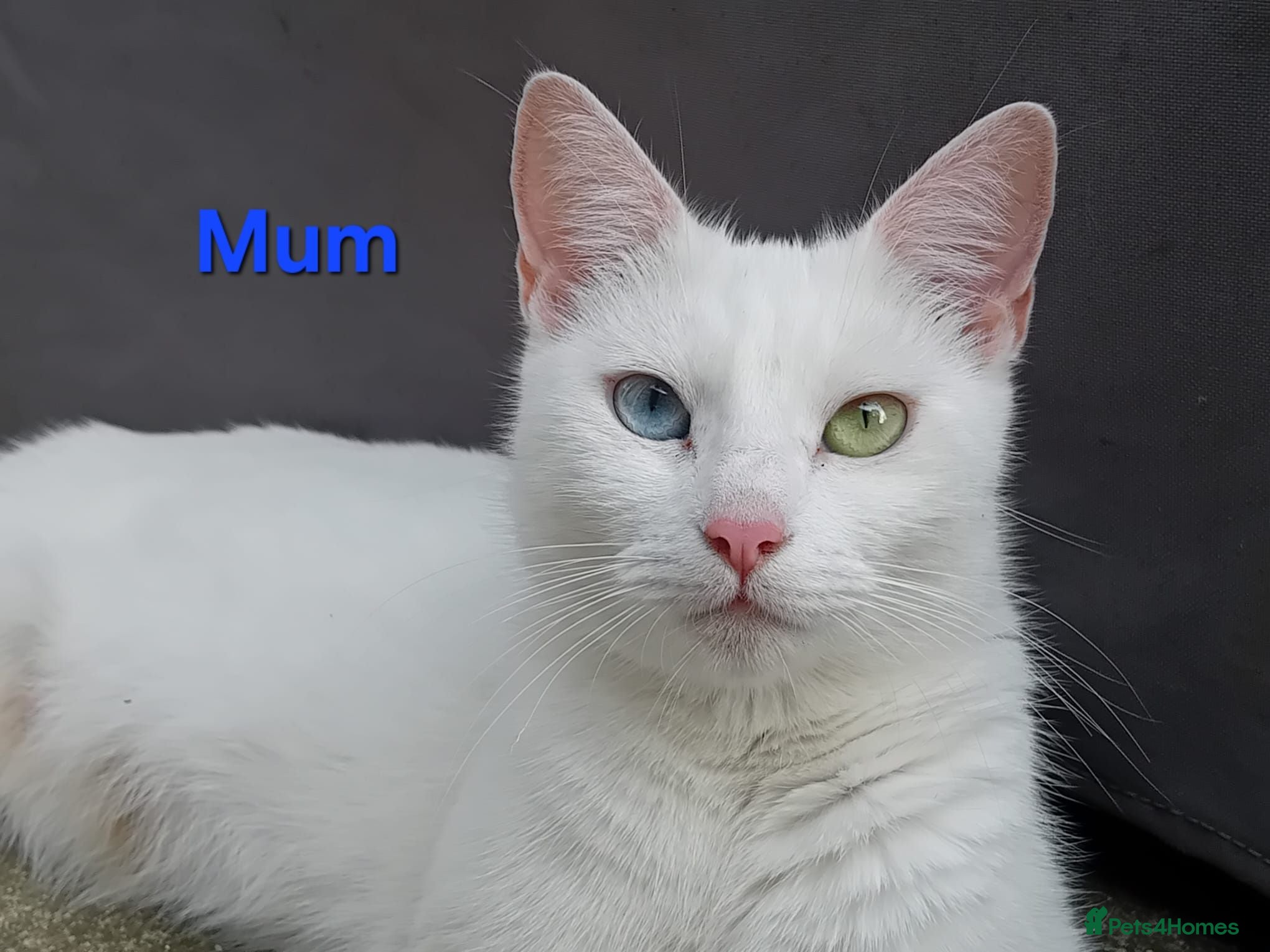 Mixed Breed cats 5 kittens ready for new homes - Advert 1
