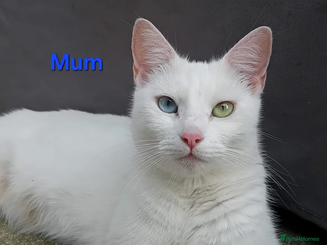 Mixed Breed cats for sale: 5 kittens ready for new homes in Southampton - Advert 1