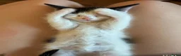 Domestic Shorthair cats for sale: Four kittens needing a home - Advert 15