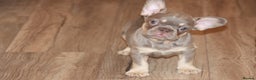 French Bulldog dogs for sale: ULTRA RARE - RAINBOW LITTER NON FLUFFY FRENCHIES - Advert 18