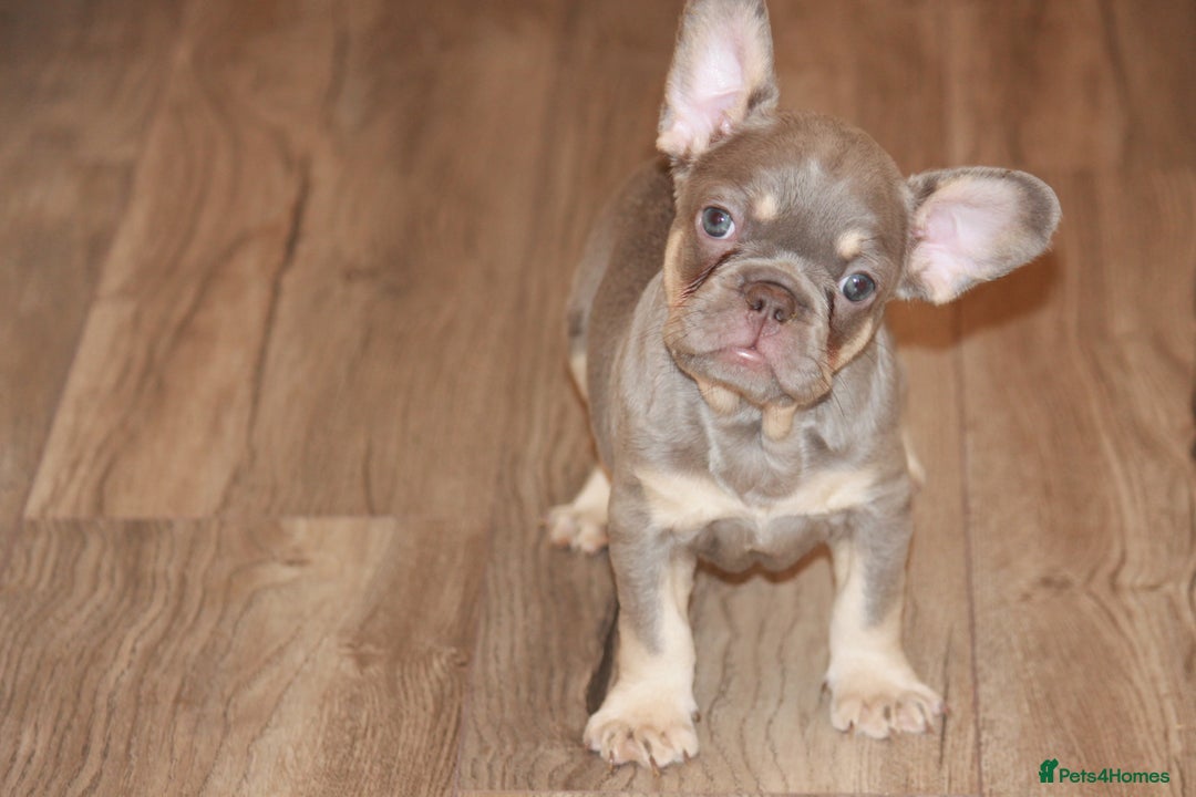 French Bulldog dogs for sale: ULTRA RARE - RAINBOW LITTER NON FLUFFY FRENCHIES - Advert 18