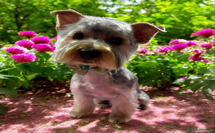Yorkshire Terrier dogs - Advert 1