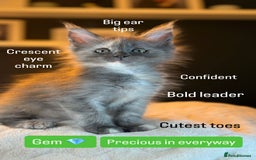 Maine Coon cats for sale: TICA Ginger, Red & Blue Tortie Maine Coon  - Image 17