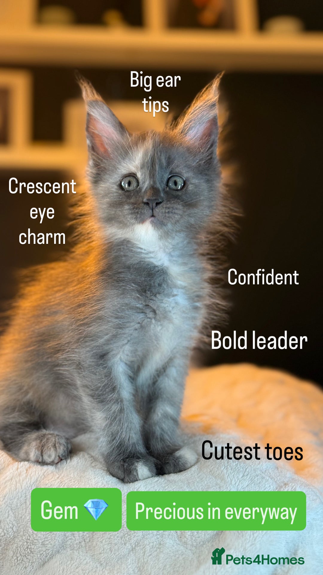 Maine Coon cats for sale: TICA Ginger, Red & Blue Tortie Maine Coon  - Image 17