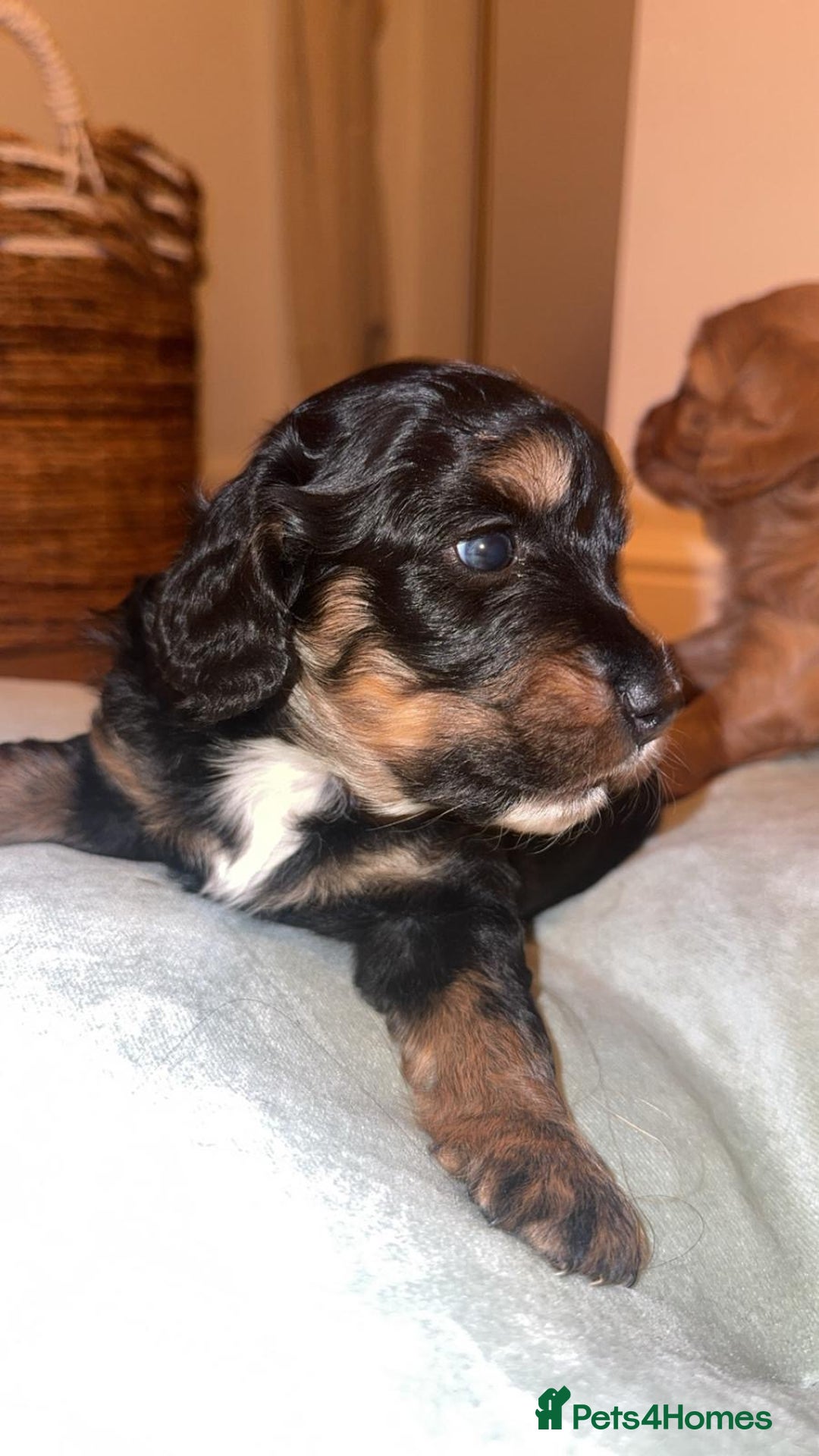 Cockapoo dogs for sale: CHAMPION COCKAPOO - Advert 25