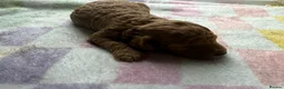 Toy Poodle dogs for sale: BEAUTIFUL KENNEL CLUB REG!! TOY POODLE - Advert 9