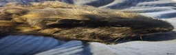 Guinea Pig rodents for sale: Pair of male brother guinea pigs - Advert 8