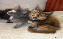 Maine Coon cats for sale: Gccf registered Adorable mainecoon kittens - Image 5