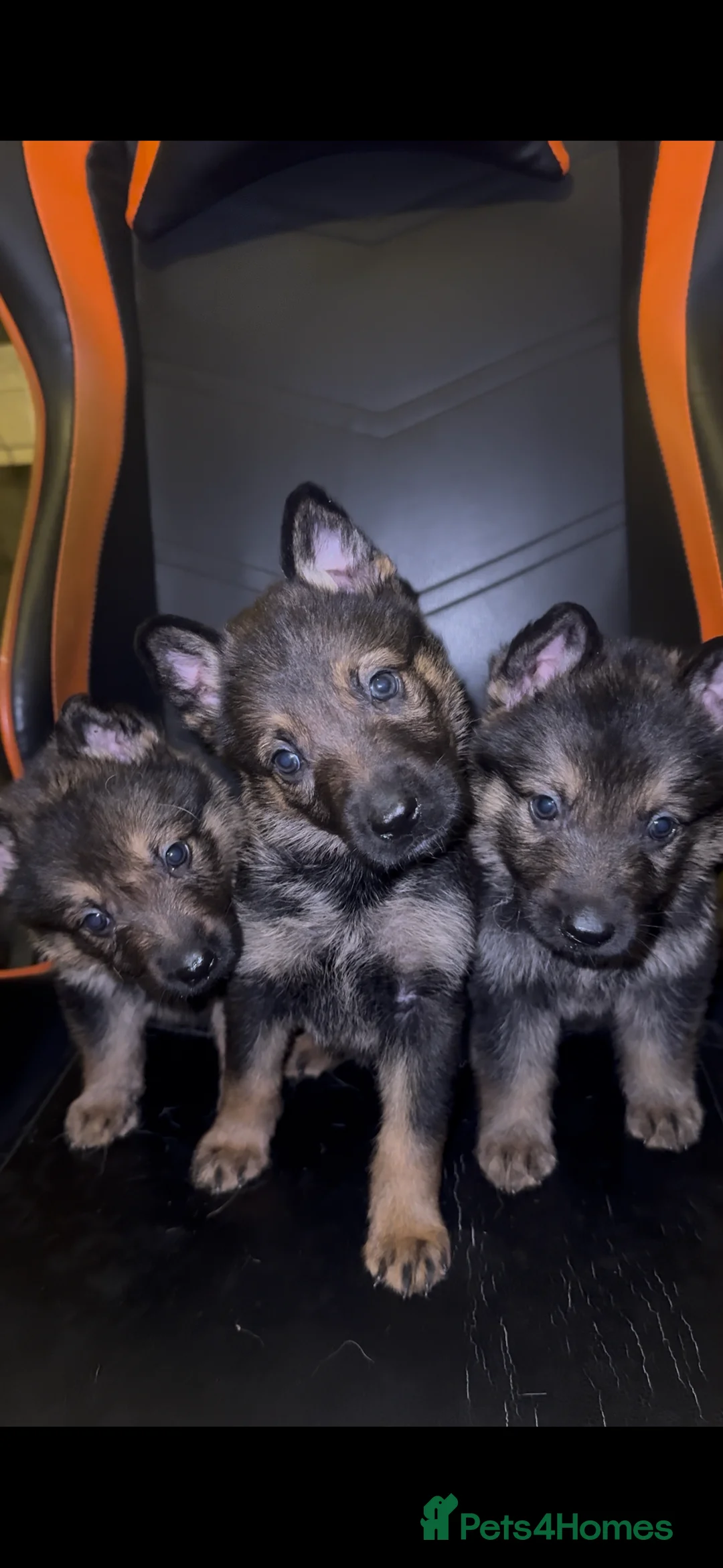 German Shepherd dogs for sale: GSD PUPPIES READY TO LEAVE 11.04.2026 -£600  - Advert 2