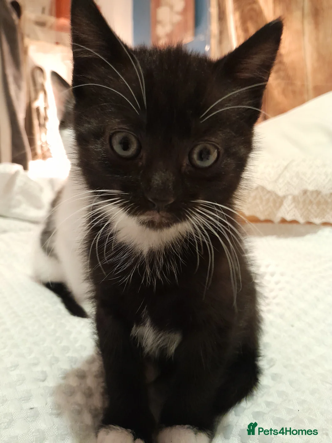 Mixed Breed cats for sale: Kitten - Advert 7