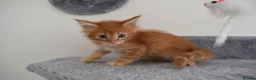 Maine Coon cats for sale: Majestic fluffballs FOR SALE - Advert 12