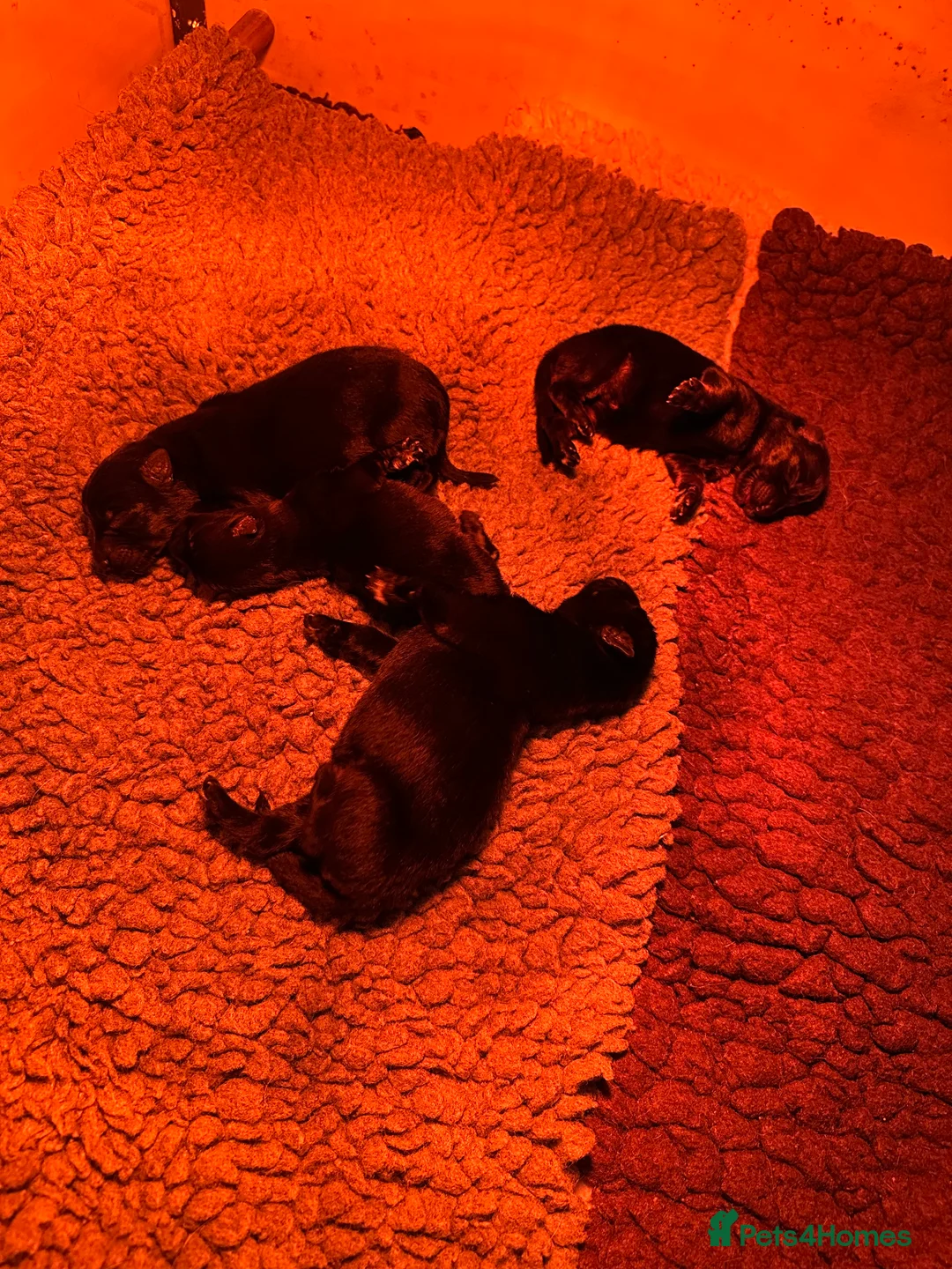 German Shepherd dogs for sale: Short haired German shepherd pups - Advert 6