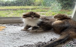 Scottish Fold cats for sale: Two beautiful kittens with mother - Image 8