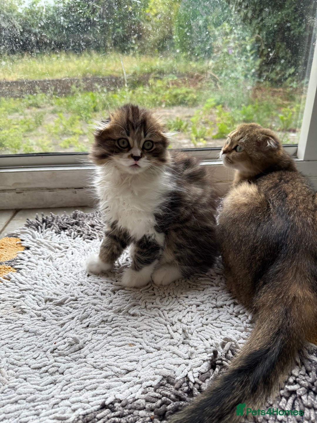 Scottish Fold cats for sale: Two beautiful kittens with mother - Image 8