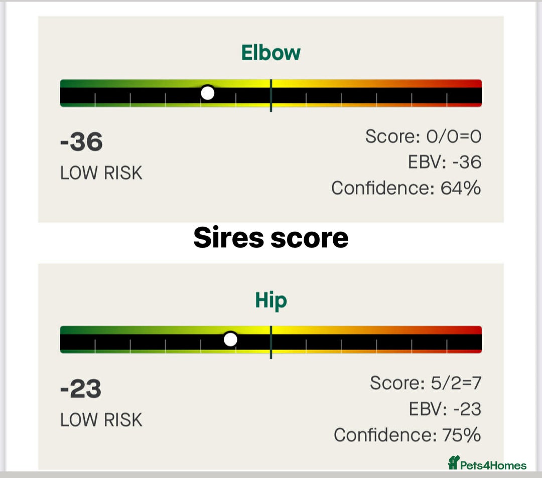 Newfoundland dogs for sale: Stunning Newfoundland Puppies Kc Reg 🐾  - Advert 14