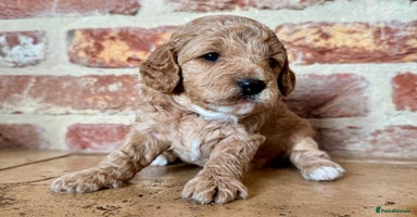 Cavapoo dogs - Advert 12