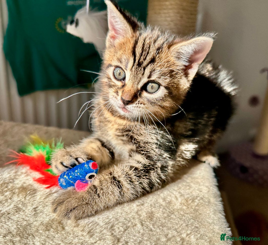 Mixed Breed cats for sale: Amiable bengal mix tabby kittens - Image 10