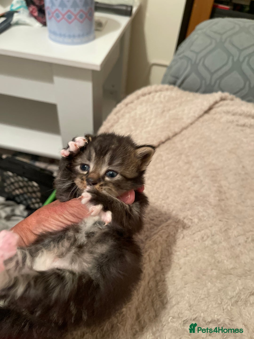 British Shorthair cats for sale: Gorgeous kittens - Image 18