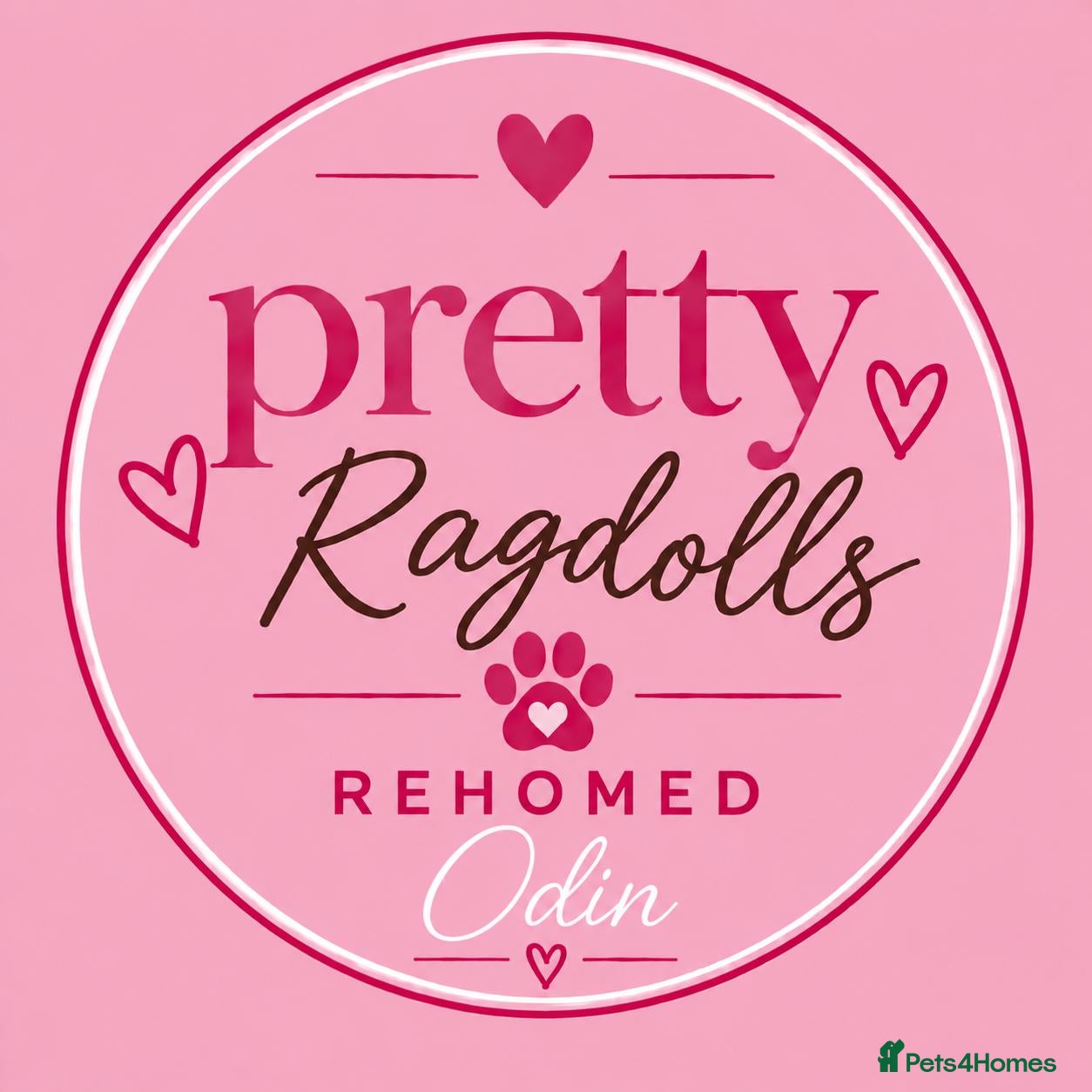 Ragcoon cats 🐾 Seal Point Ragdoll×Silver Maine Coon Kittens 🐾 - Advert 2