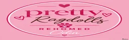 Ragcoon cats for sale: 🐾 Seal Point Ragdoll×Silver Maine Coon Kittens 🐾 - Advert 2