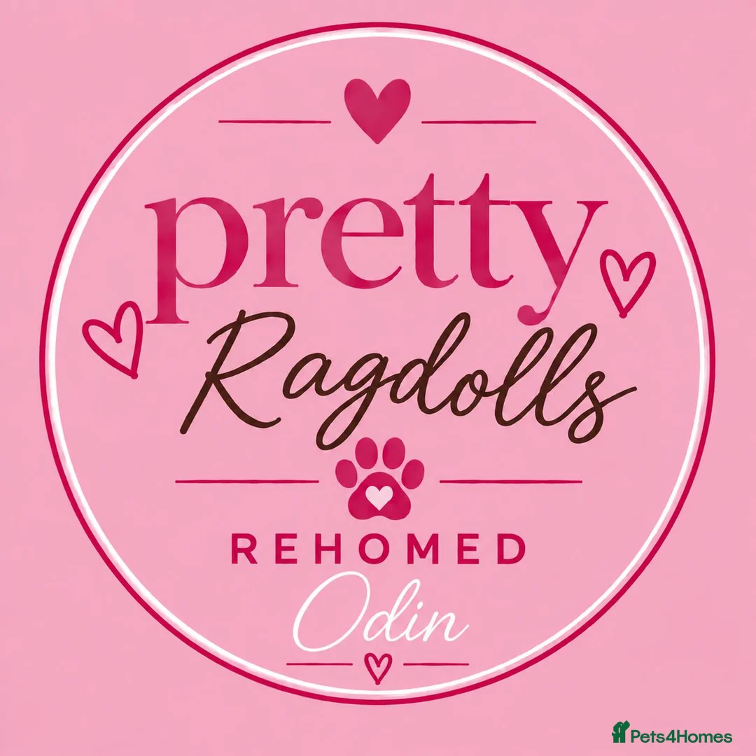 Ragcoon cats for sale: 🐾 Seal Point Ragdoll×Silver Maine Coon Kittens 🐾 - Advert 2
