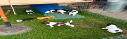 English Springer Spaniel dogs for sale: FTCh Sired ESS Puppies For Sale in Axbridge - Advert 6