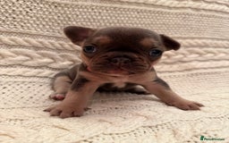 French Bulldog dogs for sale: 5 KC registered French Bulldogs🐾 - Image 3