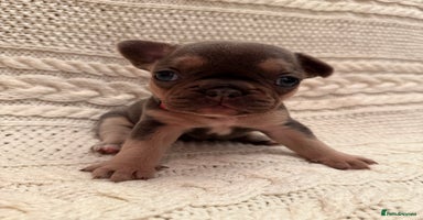 French Bulldog dogs - Advert 7