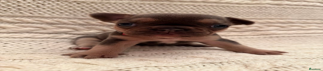 French Bulldog Puppy 1