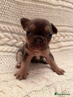 French Bulldog dogs - Advert 3