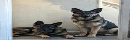 German Shepherd dogs for sale: Two handsome brother  - Advert 5