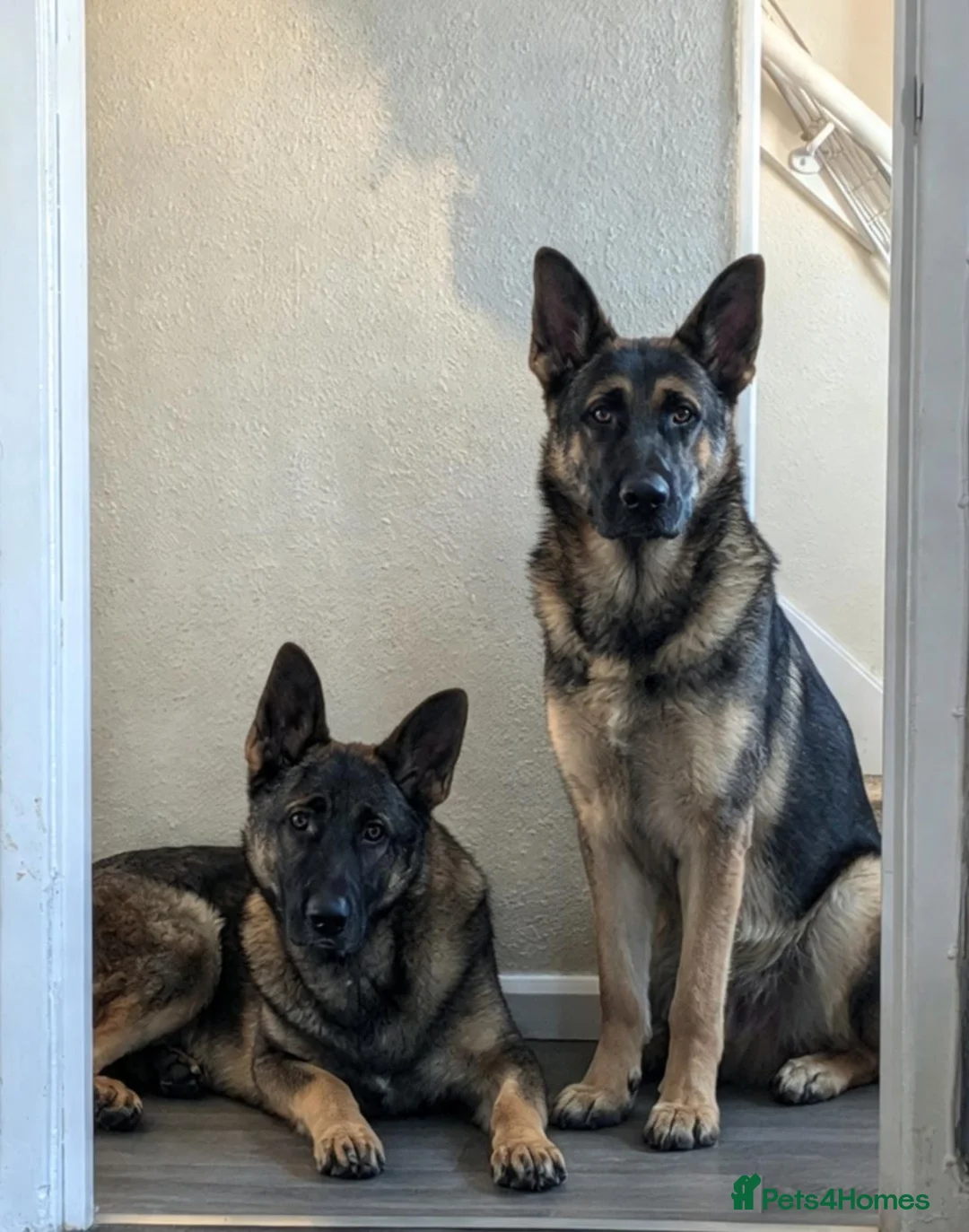 German Shepherd dogs for sale: Two handsome brother  - Advert 5