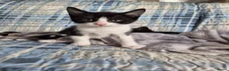British Shorthair cats for sale: Kittens in Coventry - Advert 4