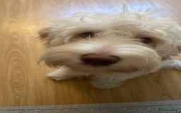 Cockapoo dogs for sale: Extremely sad situation- for rehome - Advert 4