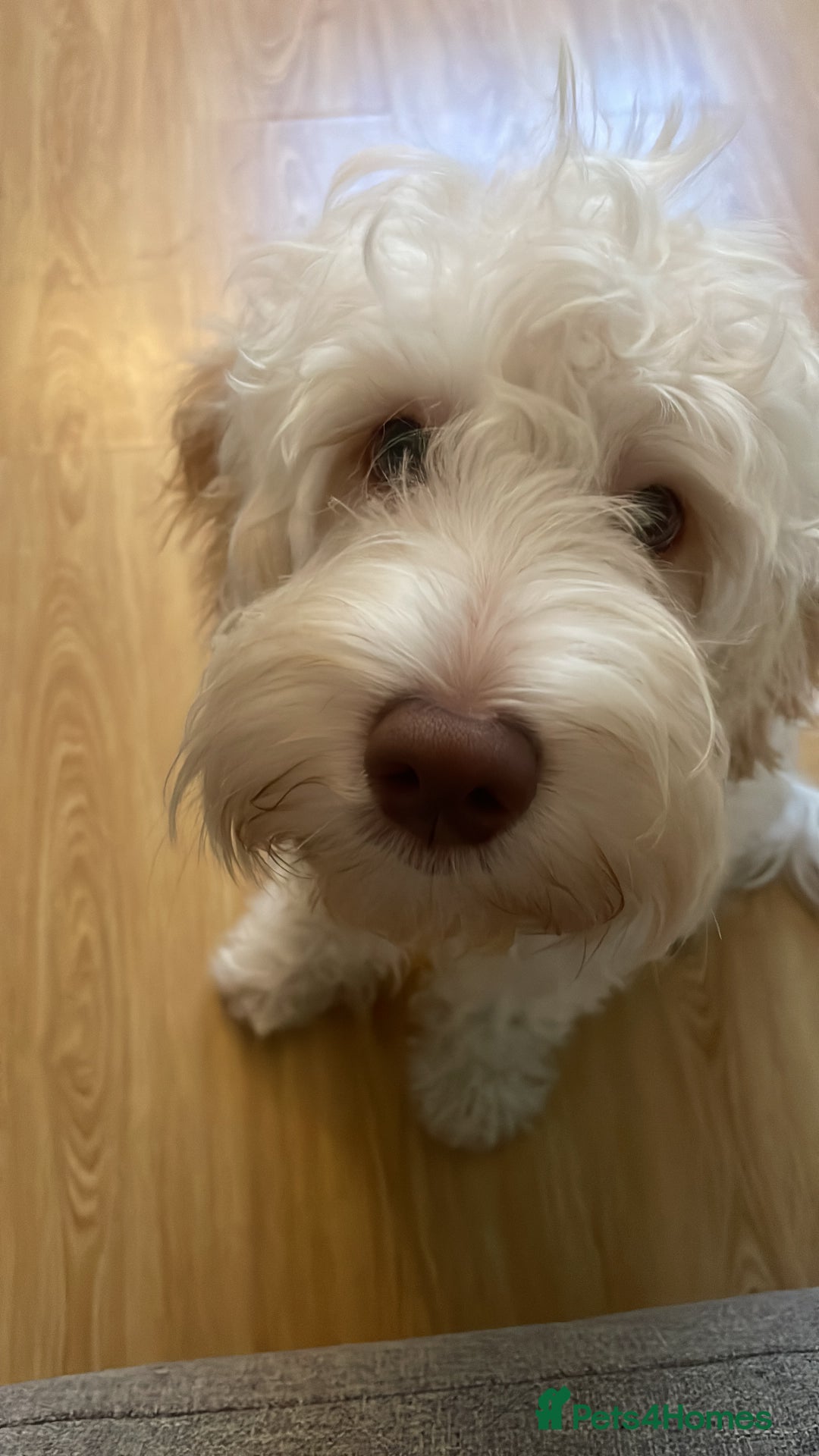 Cockapoo dogs for sale: Extremely sad situation- for rehome - Advert 4