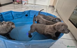 Staffordshire Bull Terrier dogs for sale: Blue Staffies KC Ready to go Now💚💚💚 - Image 2