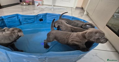 Staffordshire Bull Terrier dogs - Advert 3