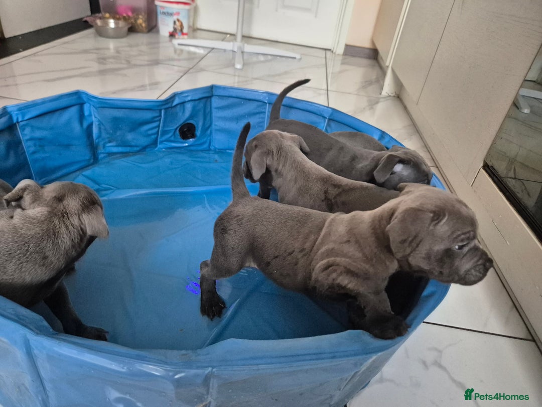 Staffordshire Bull Terrier dogs for sale: Blue Staffies KC Ready to go Now💚💚💚 - Image 2