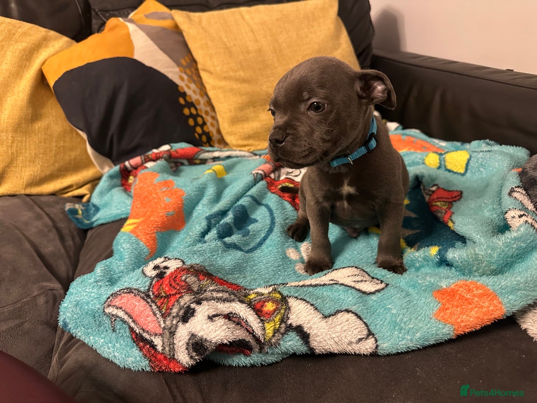 Staffordshire Bull Terrier dogs for sale: KC ⭐️Champion⭐️ bloodline Staffy Ready to leave - Advert 19